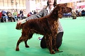 Crufts2011 205